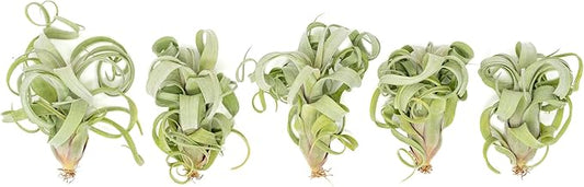 Air Plant Shop 5 Pack Tillandsia Curly Slim (T. Intermedia x T. Streptophylla) Air Plant - Succulents - Live Tillandsia - Easy Care Indoor and Outdoor House Plants