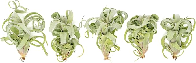 Air Plant Shop Tillandsia Curly Slim (T. Intermedia x T. Streptophylla) Air Plant - Succulents - Live Tillandsia - Easy Care Indoor and Outdoor House Plants (Pack of 1)