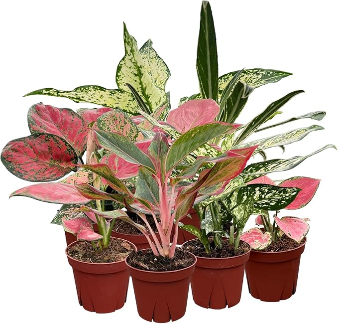 CoollectivePlants Aglaonema Live Plant Combo (6 Pack) – Grower’s Choice Assorted Chinese Evergreen Indoor Houseplants in 4″ Grower’s Pots, Includes UniHeat Pack for Winter Protection