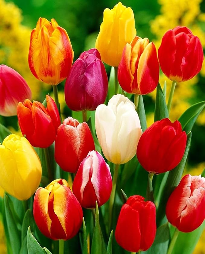 Triumph Tulip Bulbs for Fall Planting Mixed Perennial Hybrids Darwin Changing Colors Emperor Mixture Size 12+ (15, Emperor Mixture)