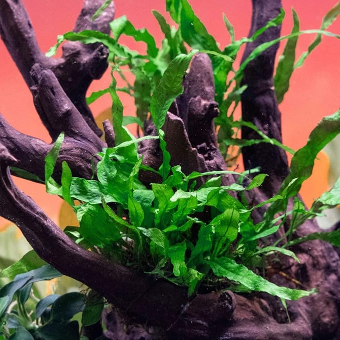 SubstrateSource Java Fern Live Aquarium Plants - Potted Freshwater Plant for Fish Tanks - Beginner Friendly, Low Light (Narrow Mini, 1 Pot)