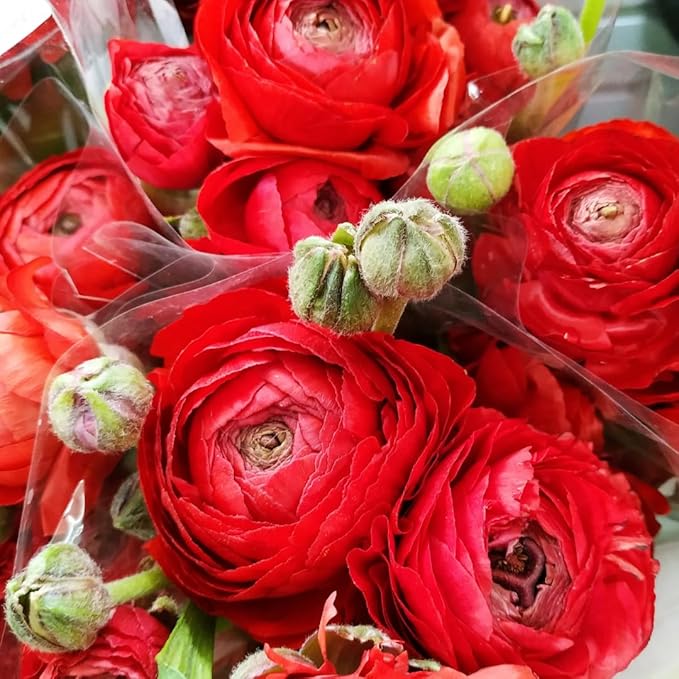 25 Ranunculus Bulbs for Fall Planting, Perennial Flowers Bulbs for Gardens, Vibrant Peony Buttercup Corms for Outdoor Borders (Red Ranunculus)