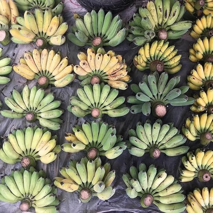 Namwah Banana Plant Live for Planting, Banana Trees Live Plants for Outdoor Indoor Planting, Cold Hardy, 4-7" in Tall, No Pot, Musa Plant