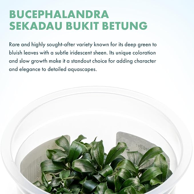 SubstrateSource Live Aquarium Plant - Bucephalandra sp. Sekadau Bukit Betung - Snail Free in-Vitro Easy Care Freshwater Aquatic Plants for Aquascaping, Low - Med Light, Slow Growth - Tissue Culture