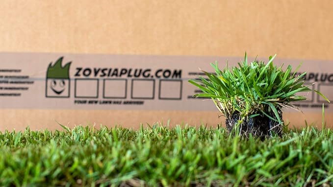 Zoysia Plugs - 50 Full & Lush Grass Plugs | Mature Roots | Individually Grown