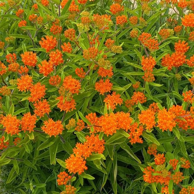 2 Orange Butterfly Milkweed Plants Live, Live Milkweed Plants, Asclepias Tuberosa Plant for Gardening, 5 to 7 Inc Tall