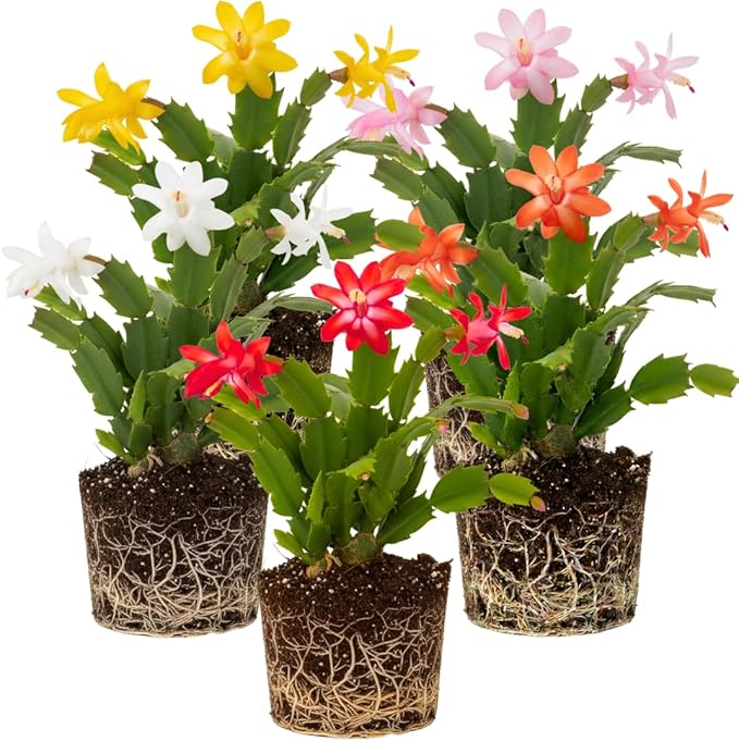 2 Live Mix Christmas Cactus Plants, Mix Christmas Cactus Plants Live, 4 to 6 Inch, Bare Root, Perennial Flower Holiday Succulent Plant, No Pot