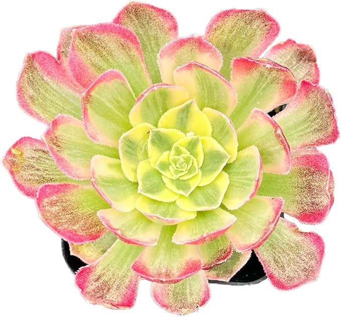 2" Live Succulent Plants Aeonium 'Dark Sea', Mini Potted Succulents, Easy Care Indoor Houseplant, Unique Gifts, Home Office Décor