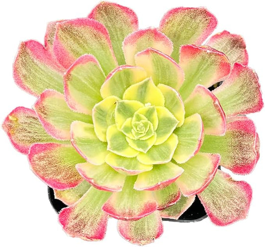 2" Live Succulent Plants Aeonium 'Dark Sea', Mini Potted Succulents, Easy Care Indoor Houseplant, Unique Gifts, Home Office Décor