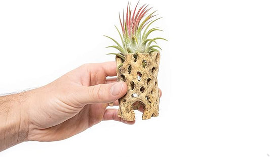 Air Plant Shop 3 Inch Cholla Cactus Holders with Assorted Air Plants- Wholesale and Bulk - Succulents - Live Tillandsia - Easy Care Indoor and Outdoor House Plants (Pack of 1)