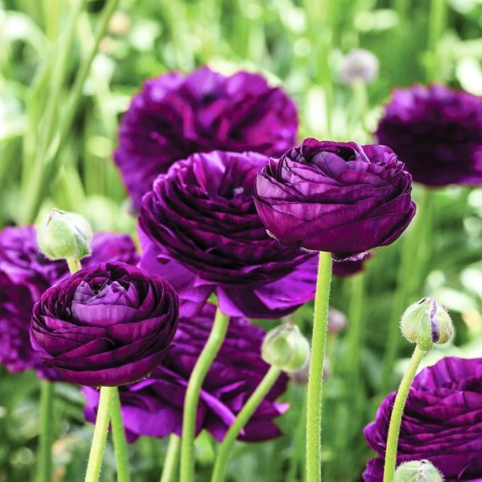 25 Ranunculus Bulbs for Fall Planting, Perennial Flowers Bulbs for Gardens, Vibrant Peony Buttercup Corms for Outdoor Borders (Purple Ranunculus)