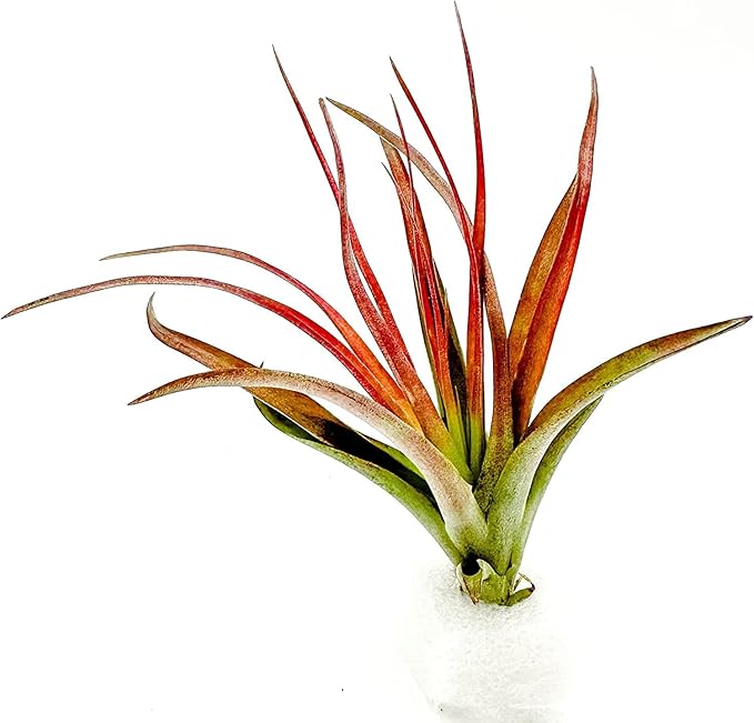 ragnaroc Air Plants - Tillandsia Brachycaulos Abdita, Large 4-6" - 3 ct - Live Arrival Guaranteed - House Plants for Home Decor & Gift