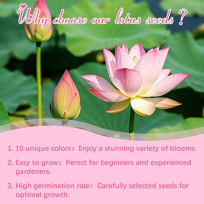 100pcs Lotus Seeds for Planting - 10 Unique Varieties, Mixed Colors Loto de cuenco semillas, Includes Detailed Planting Guide, Perfect for Ponds, Water Gardens & Gifts, High Germination