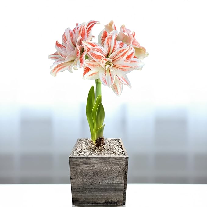 Easy to Grow Amaryllis 'Dancing Queen' Pre-Planted Bulb Indoor Gift Kit in a Natural Wood Square - Double Pink & White Flowering Blooms in 4 to 8 Weeks