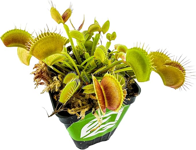 Venus Fly Trap Live Carnivorous Plant - Dionaea muscipula - Wellspring Gardens Starter Plant Aquatic Plant