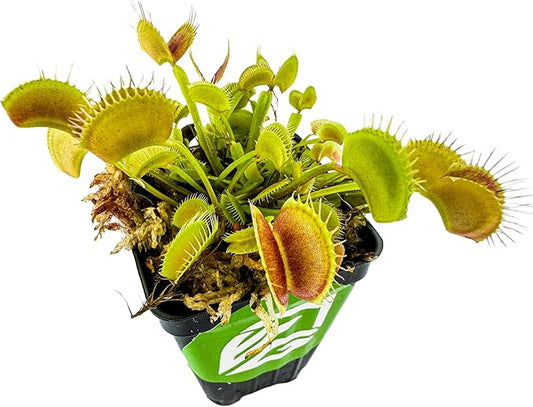 Venus Fly Trap Live Carnivorous Plant - Dionaea muscipula - Wellspring Gardens Starter Plant Aquatic Plant