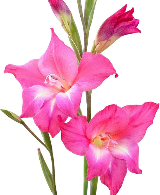 Easy to Grow Winter Hardy Gladiolus 'Charm' Plant Bulbs (10 Pack) - Bright Pink Flowering Blooms in Spring to Summer Gardens