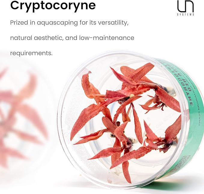 Ultum Nature Systems Cryptocoryne Willisii Tissue Culture Live Plant for Aquarium, Aquascape, Freshwater Fish Tanks - 100% Snail Free in Vitro