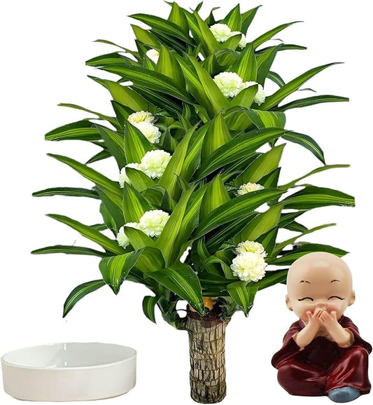 Brazilian Lucky Wood Plant, Brazilian Wood with Energy Crystals, Low-Light Office, Bedroom Decor, Home Good Luck Decor (Purple)