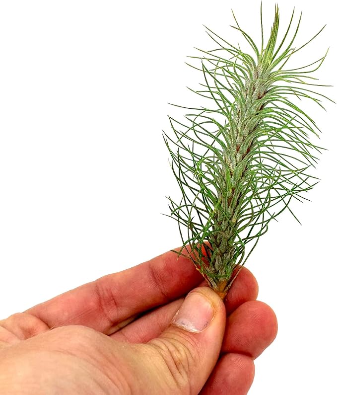 ragnaroc Air Plants - Colombian Tillandsia Funckiana, Large 5" - 3ct - Live Arrival Guaranteed - House Plants for Home Decor & Gift