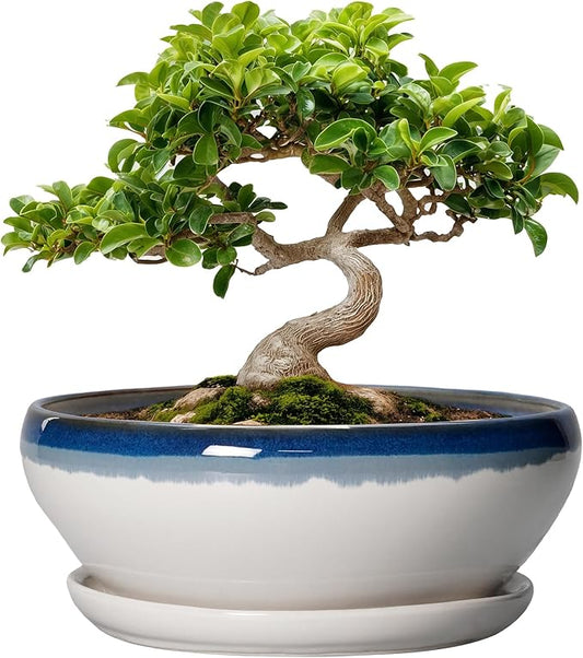 SQOWL Bonsai Pots Ceramic - 8 Inch Succulent Planters Indoor, Succulent Pot with Drainage Hole and Tray, Shallow Ceramic Plant Pot Outdoor, Round Bowl Planter, Porch Decor, Gardening Gift, Blue-Beige