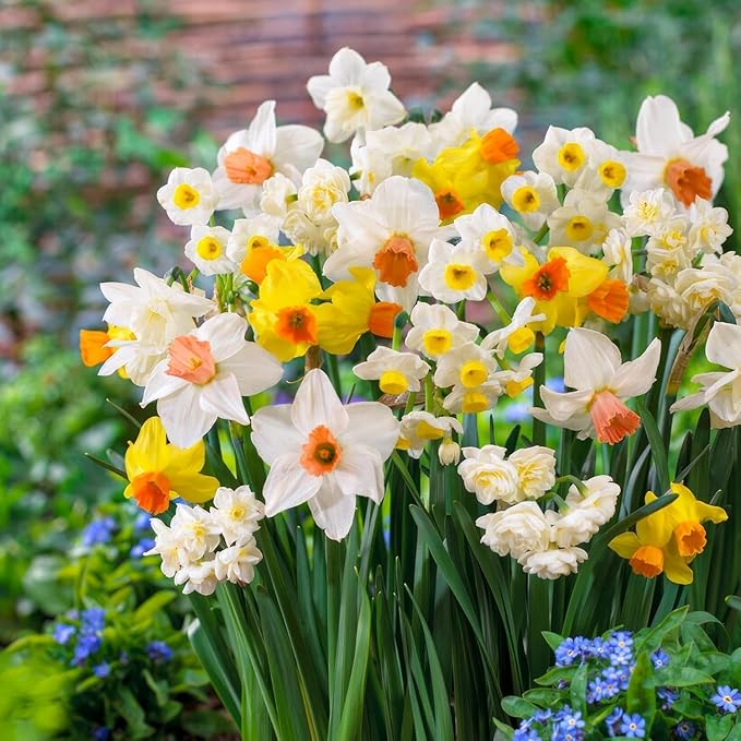 Budget Fragrant Daffodil Bulbs Collection (25 Daffodil), Perennial and Hardy, Flower Bulb Mix from Holland for Garden and Pot, 6-7 Varieties (no Seeds, not Artificial)