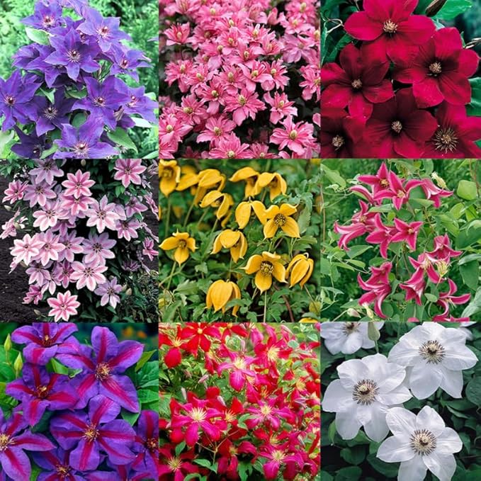 Random Clematis Vine Plants Live in Pot, 8 Months Old Seedlings Climbing Flowering, Outdoor Trellis Fences, Cold Hardy