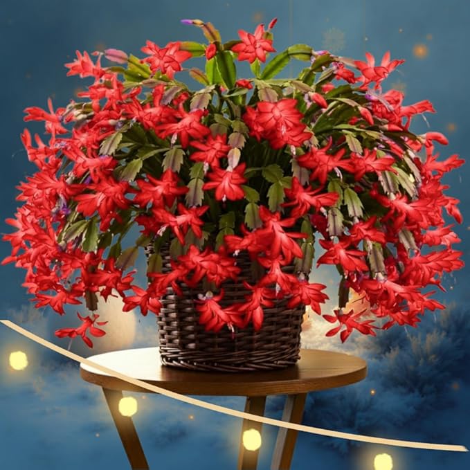 1 Thanksgiving Christmas Cactus Plants Live in 4" Pot, Houseplant Holiday Cactus, Vibrant Single Color Blooms Indoor Outdoor, Zygocactus Like, Winter Hardy (Red)