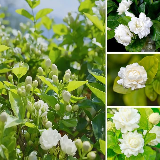 Grand Duke Jasmine Live Plant, Fragrant White Flowers Plant for Growing, 4-7 Inch Tall, No Pot