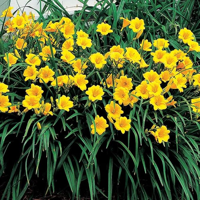5 Yellow Daylily Bulbs for Planting, Reblooming Daylilies Bulbs, Perennial Flowers Bulbs