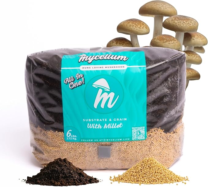 Mycelium 6 LB Mushroom Growing Kit | All-in-One CVG Substrate & Millet Grain | Grow Dung-Loving Mushrooms Like Magic Right in The Bag | Pre-Sterilized with Injection Port - Just Add Liquid Culture