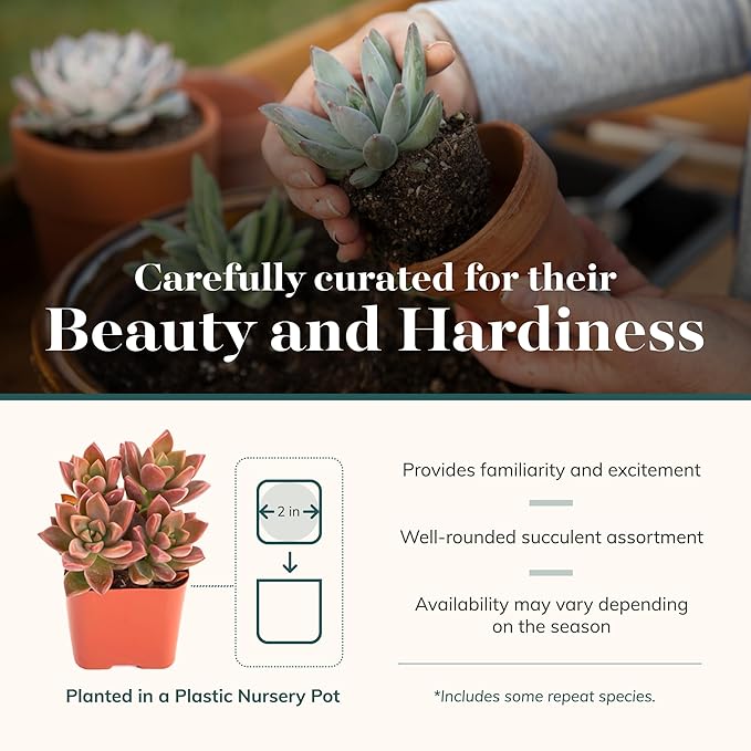 Shop Succulents Assorted Succulent Plant Pack Bulk Collection - Live Mini Succulent Plants, Low Maintenance, Mixture of Colors & Textures - Wedding and Party Favors, Gift & Garden, Pack of 20