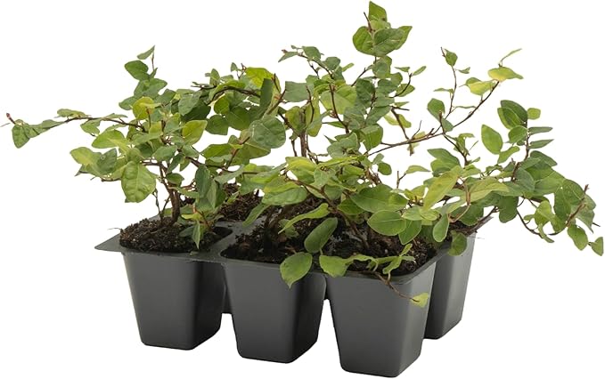 6 Creeping Fig, Live Plants – Ficus Repens – Fast-Growing & Versatile Climbing Vine in 2.5” Nursery Cubes – Perfect for Living Walls, Topiaries, Ground Cover & Indoor/Outdoor Decor