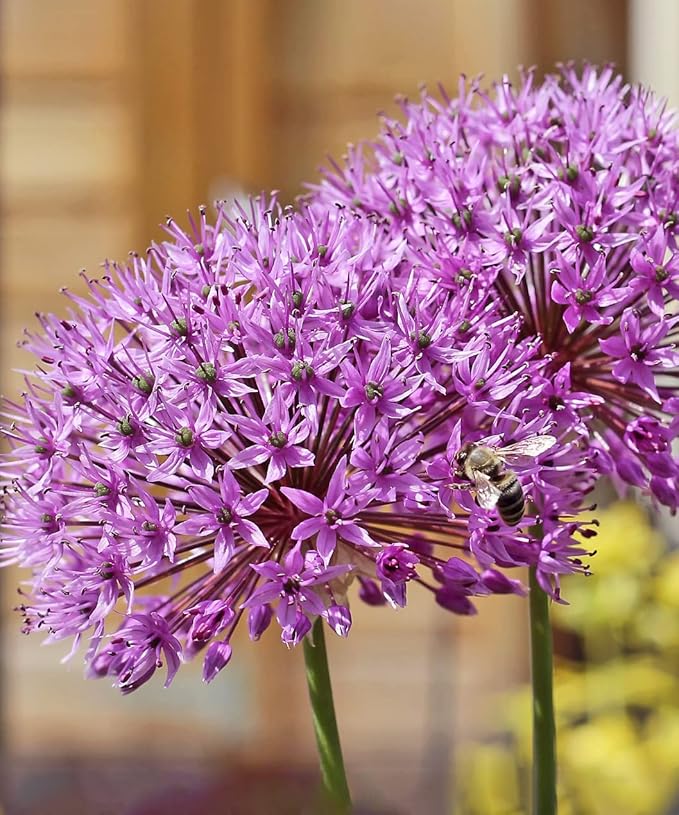 Allium ‘Purple Sensation’ Flowers – 3 Bulbs - Giant Globe-Shaped Purple Blooms | Sturdy 24–36″ Stems for Cutting & Borders | Deer & Rabbit Resistant Pollinator Favorite | Zones 3–8