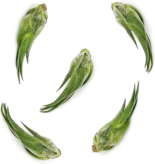 ragnaroc Air Plants - Tillandsia Seleriana, Large 4-6" - 5ct - Live Arrival Guaranteed - House Plants for Home Decor & Gift
