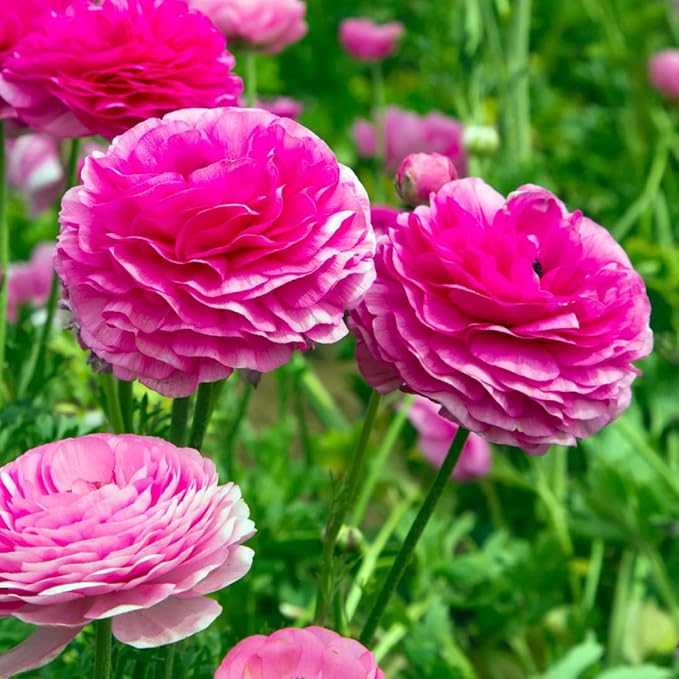 25 Ranunculus Bulbs for Fall Planting, Perennial Flowers Bulbs for Gardens, Vibrant Peony Buttercup Corms for Outdoor Borders (Pink Ranunculus Bulbs)
