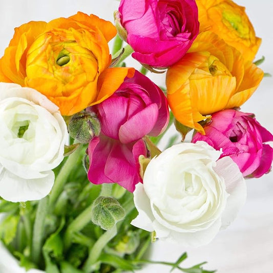 Easy to Grow Ranunculus Tecolote Spring Fever Collection - 30 Plant Bulbs, Orange Pink & White Flowers in Spring, Full Sun Mediterranean