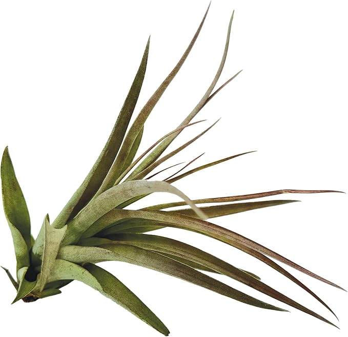 ragnaroc Air Plants - Tillandsia Brachycaulos Multiflora, Jumbo 5-7" - 1 ct - Live Arrival Guaranteed - House Plants for Home Decor & Gift