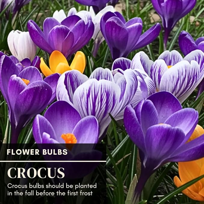 Mixed Crocus Bulbs for Planting - 5 Large Bulbs – Vibrant Purple and Blue Perennial Flowers – Spring Garden Bulb Mix - Versitle Planting