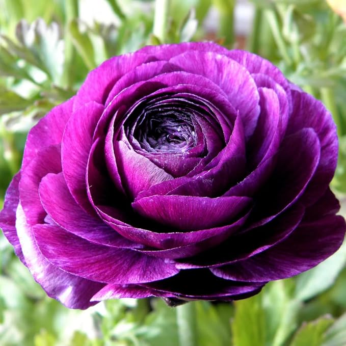 25 Ranunculus Bulbs for Fall Planting, Perennial Flowers Bulbs for Gardens, Vibrant Peony Buttercup Corms for Outdoor Borders (Purple Ranunculus)