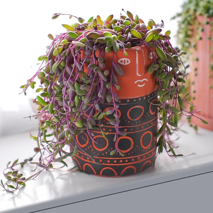 4" Ruby Necklace with Green Stripe Pot, Live Othonna capensis L.H.Bailey Succulent, Purple Hanging Trailing House Plant for Home Office Wedding Decoration DIY Project Party Favor
