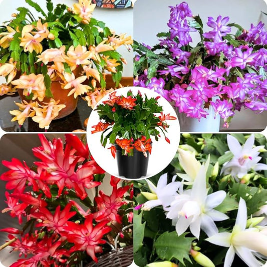 Set 2 Christmas Cactus Plants Live, Hanging Baskets Houseplants, Holiday Cactus Indoor Plants Live Well-Rooted 4-9" Tall, No Pot (Mixed)