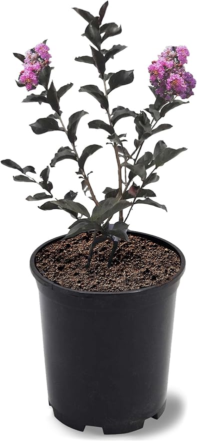 American Plant Exchange Black Diamond Purely Purple Crape Myrtle Tree Live, 1-Gallon Pot, 1-1.5ft Tall, Vibrant Purple Flowers, Drought-Tolerant, Large Outdoor Landscape Accent, Year-Round Beauty