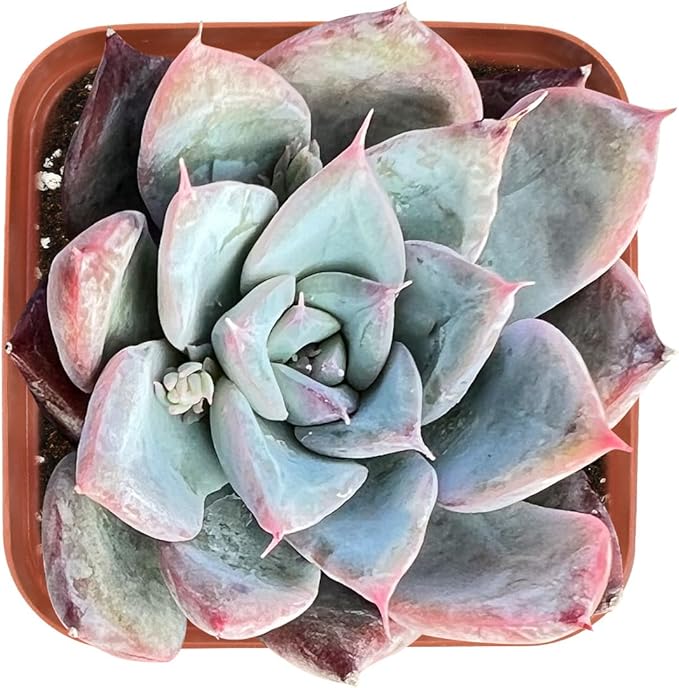 Sprout N Green Echeveria Colorata x Laui, Rare Live Succulent Plant Fully Rooted in 2" Planter with Soil, Home Office Indoor Outdoor Wedding Decoration DIY Projects Party Favor
