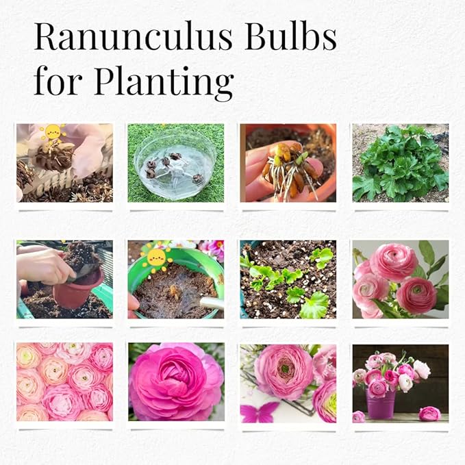 25 Ranunculus Bulbs for Fall Planting, Perennial Flowers Bulbs for Gardens, Vibrant Peony Buttercup Corms for Outdoor Borders (Pink Ranunculus)