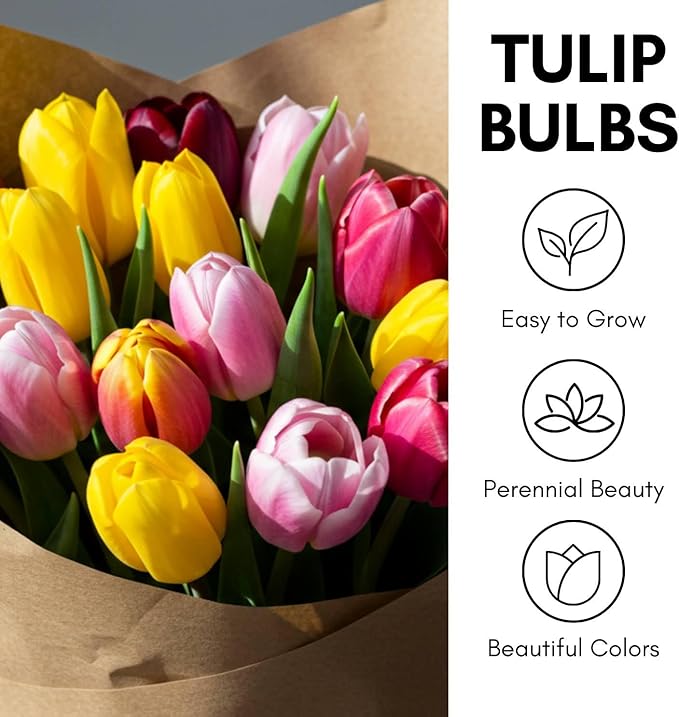 Tropical Sunset Double Late Tulip Bulbs – Vibrant, Lush Blooms for a Bold Spring Display (15 Bulbs)