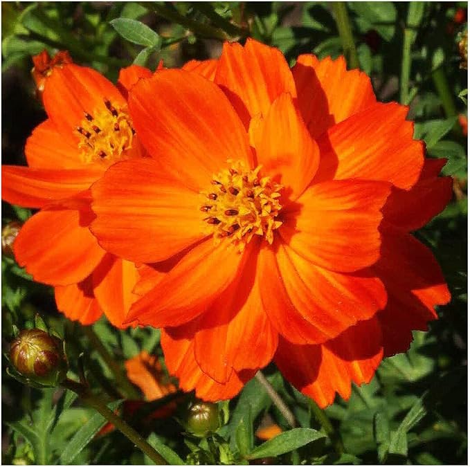 Red Crest Cosmos - Long Blooming Season