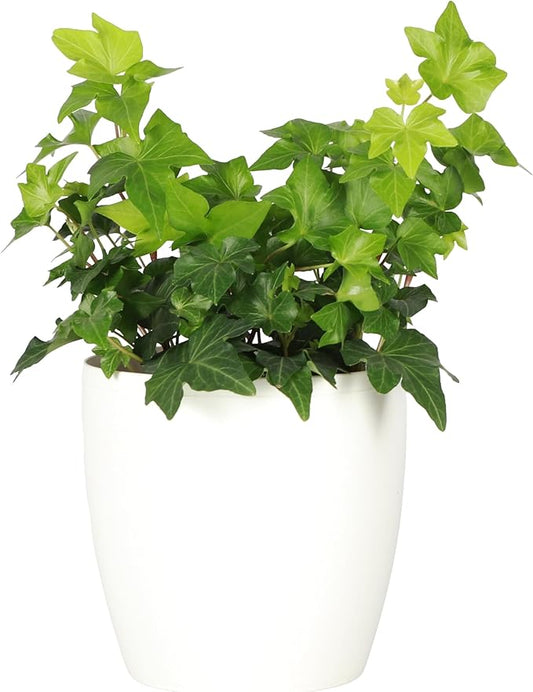 Thorsen's Greenhouse Live Green English Ivy Plant, Hedera Helix, Natural Air Purifier, Easy to Grow, Live Indoor Houseplant, 4" Diameter Pot (White)