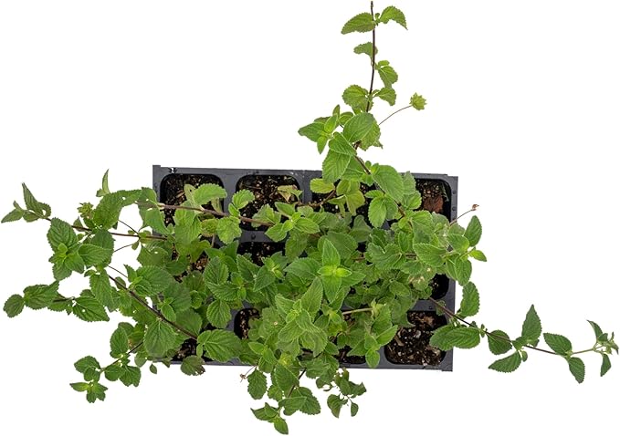 12 Lavender Lantana in 2.5” Nursery Cubes (Lantana montevidensis) | Trailing Live Evergreen Shrub for Containers & Landscapes | Ready-to-Plant Live Starter Plants