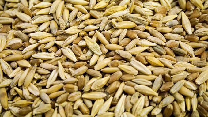 Thunder Acres Cat Grass Blend - Wheat, Barley, Oats, and Rye Seed Mix - Non-GMO - Certified Organic - Bonus CAT Toy (4 oz)